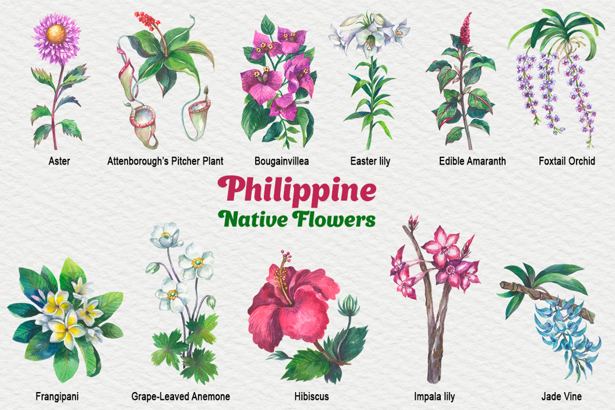 Philippine Native Flowers watercolor, a Decorative Illustration by FITALARTSNEDIGI (Photo 2 of 8)