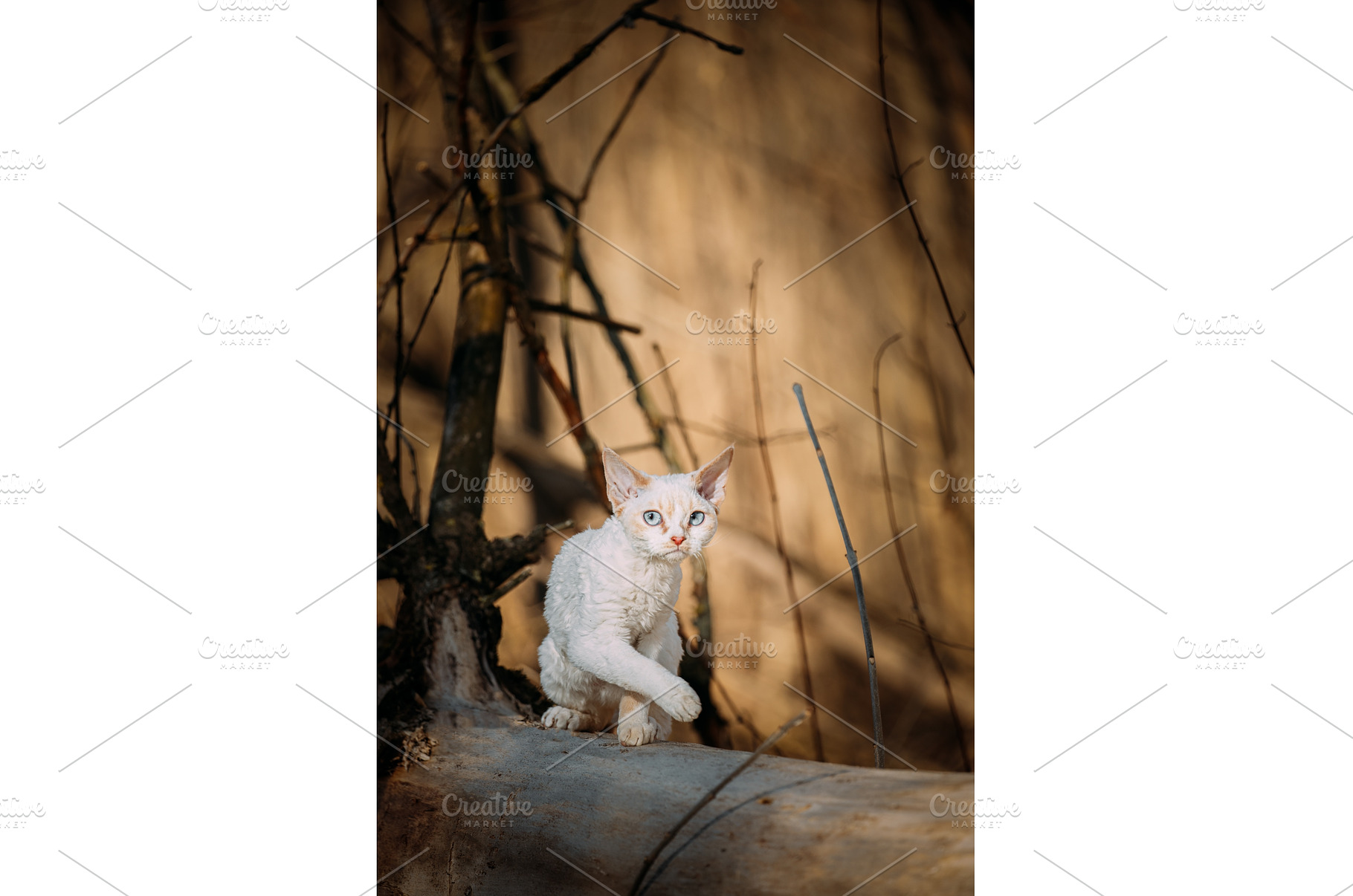 Sweet Devon Rex Cat Funny Curious, an Animal Photo by Our Amazing World