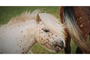 Adorable spotted pony with shaggy, an Animal Photo by Our Amazing World