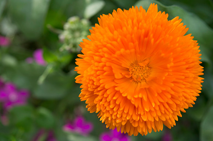 Flower orange stock photo, a Nature Photo by DalaiFood