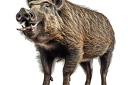 250+ Savannah Animals Photo Bundle, an Animal Photo by Virgo Studio (Thumbnail 4 of 6)