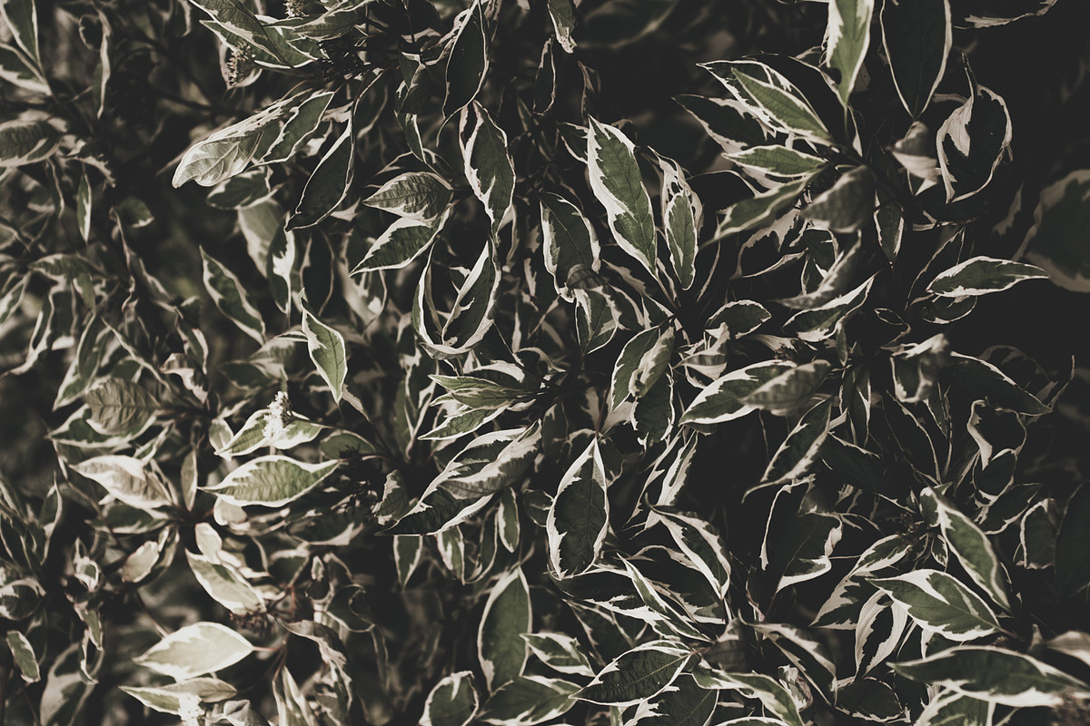 Dark green backgrounds, a Nature Photo by Alekseyliss (Photo 9 of 10)