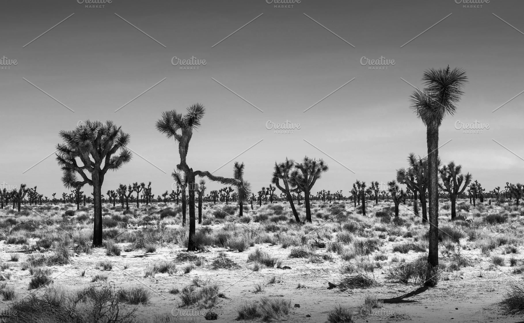 Joshua trees landscape  b&w featuring background, blue, and ca, a Nature Photo by Madjid