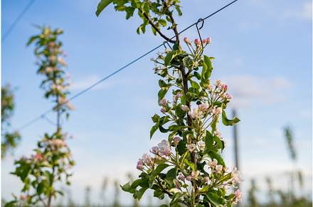 Blooming flowers of apple tree on