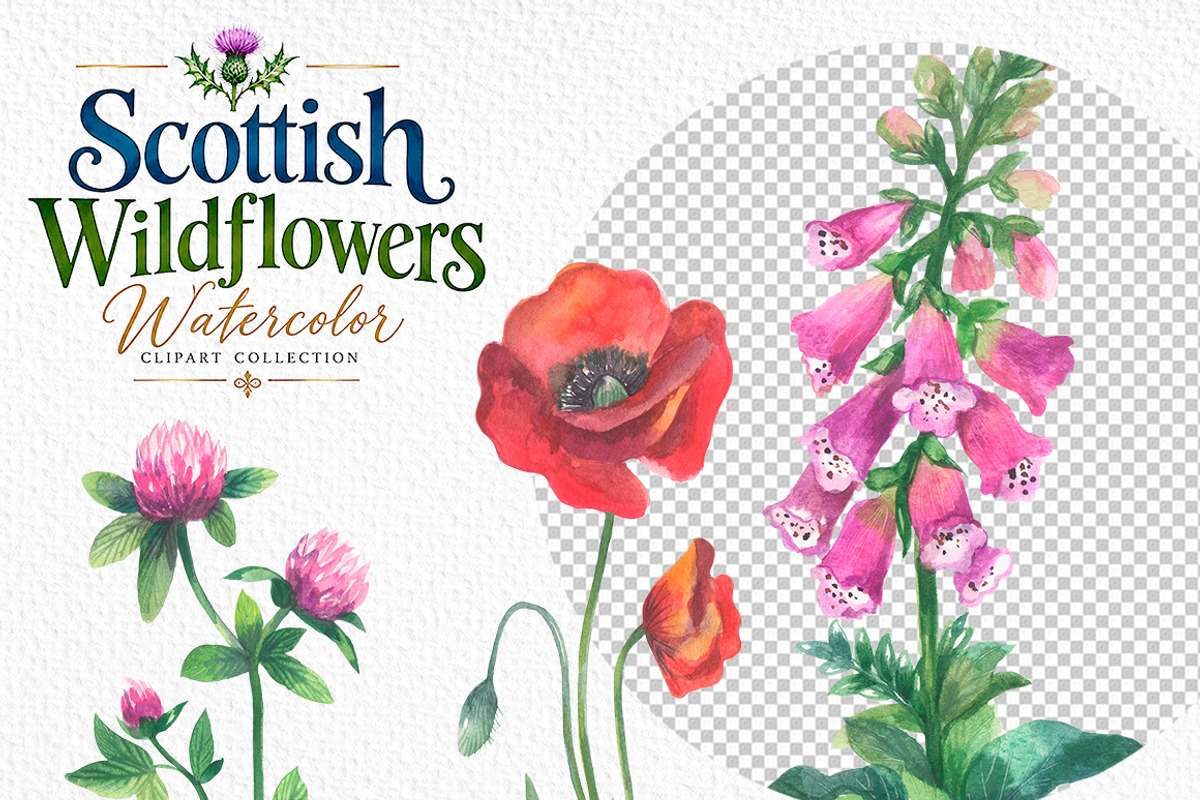 Scottish Wildflowers, an Object Illustration by FITALARTSNEDIGI (Photo 4 of 7)