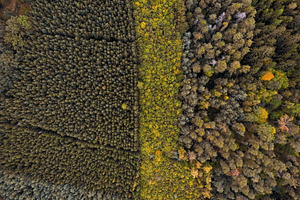 Autumn #5, a Nature Photo by jakub_kopecky