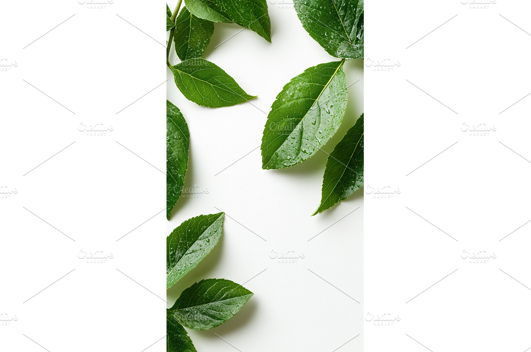 Fresh green leaves with dew on white, a Nature Photo by Lermont51