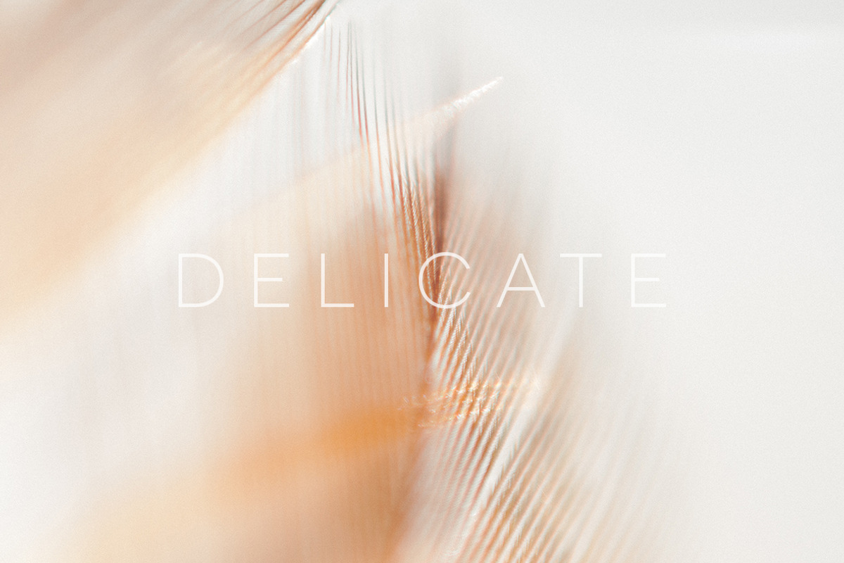 Delicate | 20 Feather Photos, a Nature Photo by Melanie Helena (Photo 11 of 20)