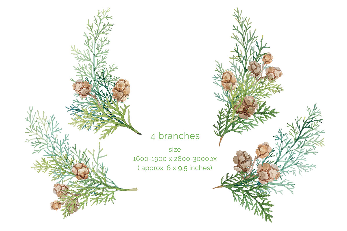 Winter greenery floral clipart, a Decorative Illustration by My Wondercolor (Photo 5 of 6)
