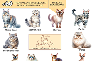 Cat Breeds PNG Bundle Cats Clipart