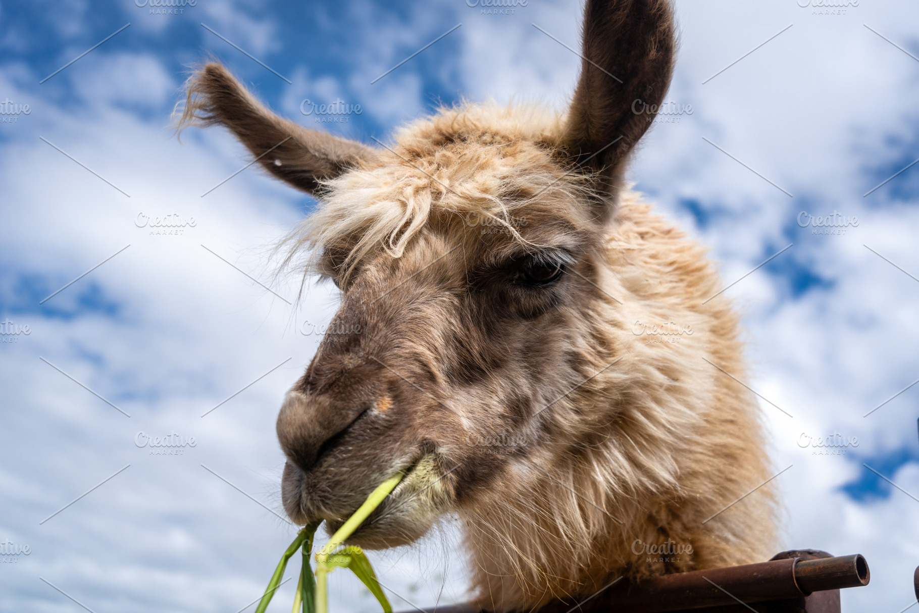 Fluffy Llama Chewing Grass Under a Blue Sky in Peru, an Animal Photo by GoodGoods