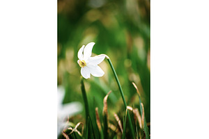 White daffodil narcissus flower on, a Nature Photo by Nature and travel