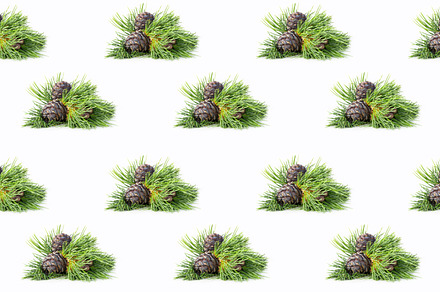 Siberian pine, branch with cones.