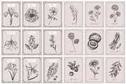 Botanical Beauty & Spa Branding Kit, a Healthcare Illustration by Yevheniia (Thumbnail 10 of 12)