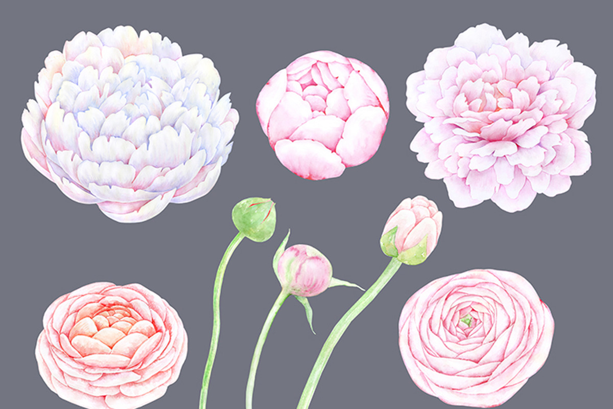 Watercolour clipart Peonies, an Illustration by AqwaColor (Photo 3 of 3)