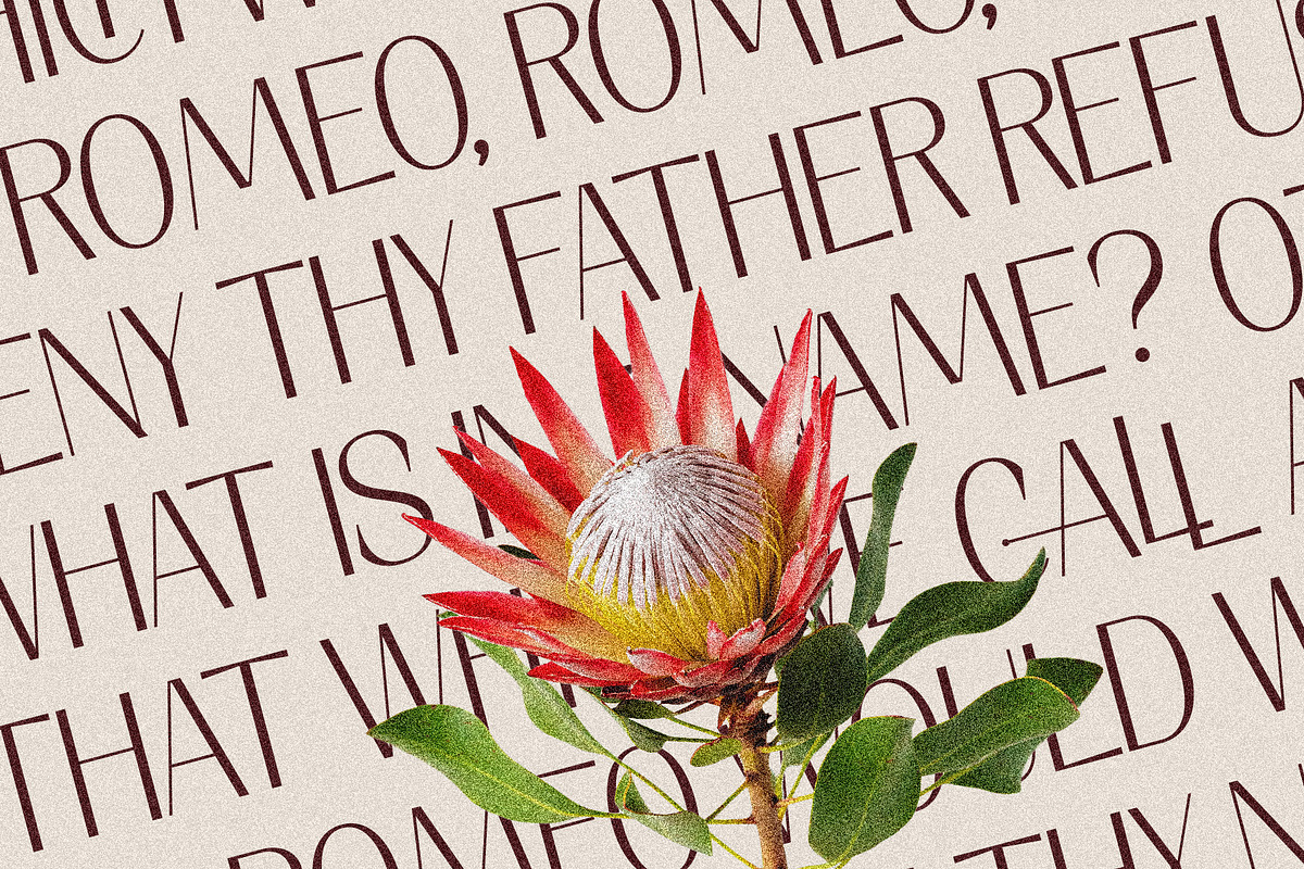 Elio & Oliver Ultra Light Sans Serif, a Sans Serif Font by SilverStag Type Foundry (Photo 7 of 11)