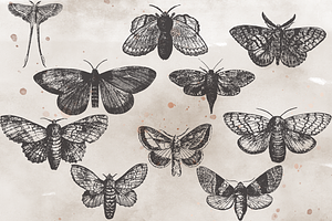 VintageVectorized-Moths2 Clipart