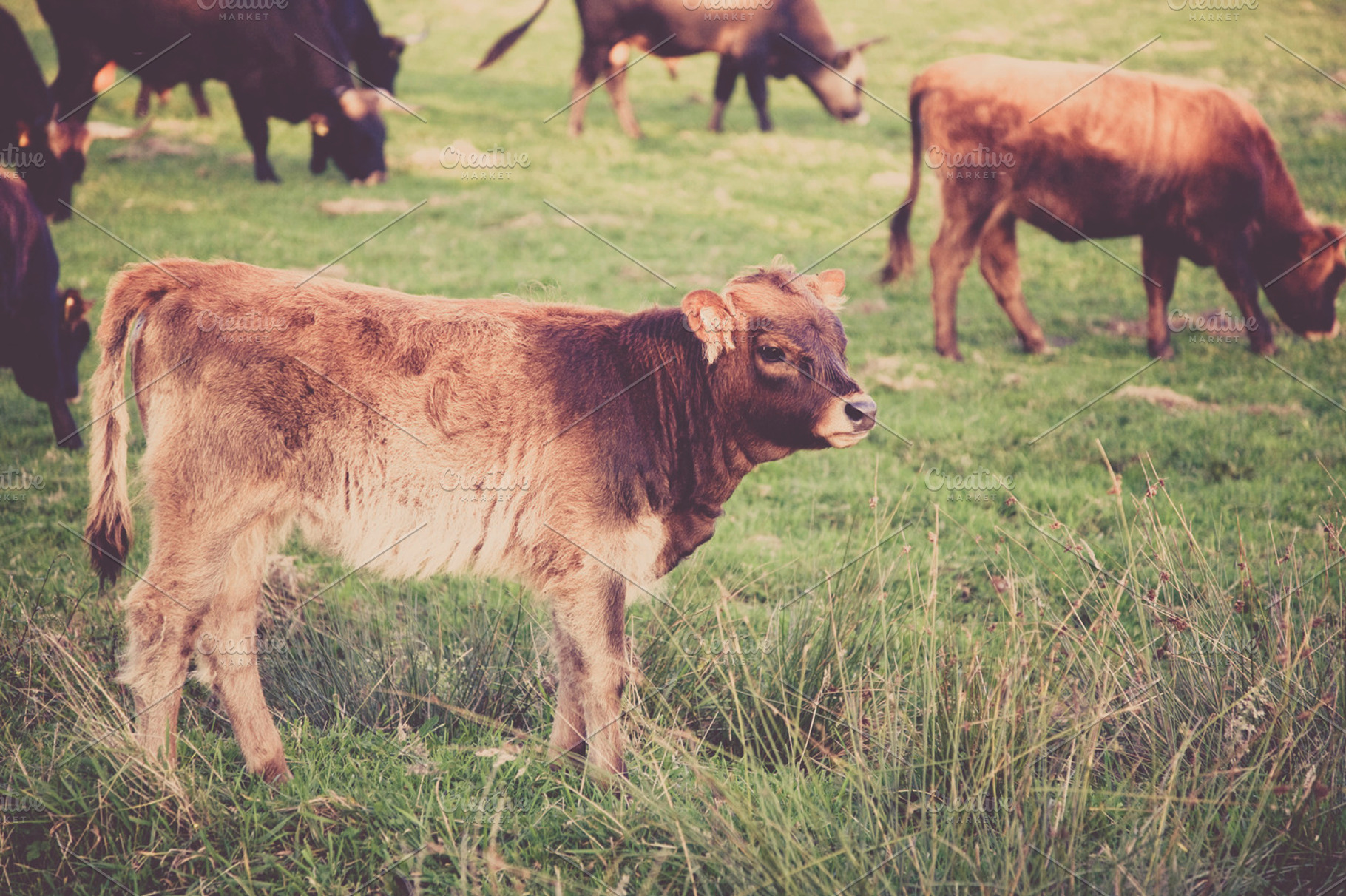 Calf Stock Picture