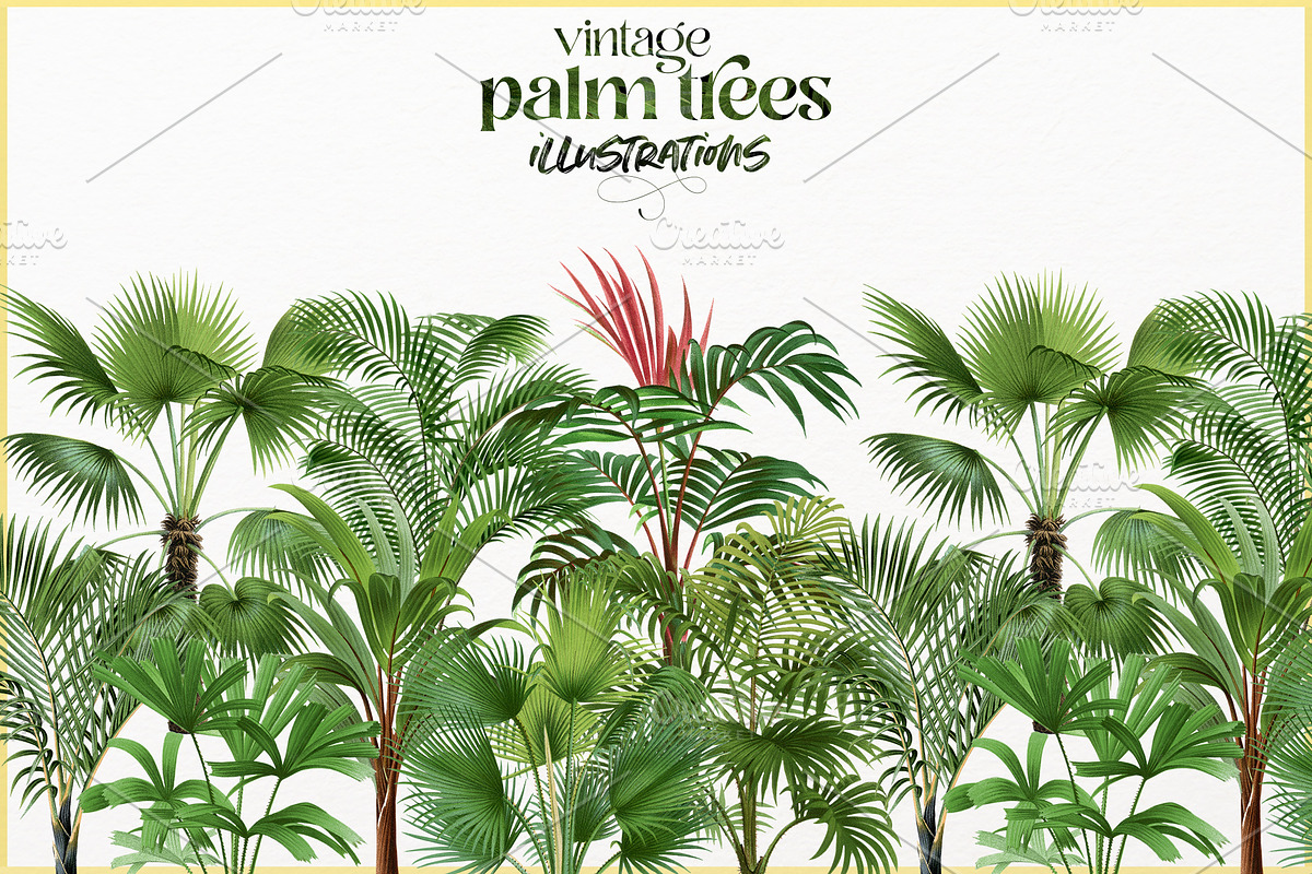 Vintage palm tree illustrations, a Decorative Illustration by Natalka Dmitrova art (Photo 2 of 8)