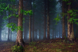 The dark forest featuring forest, fog, and trees