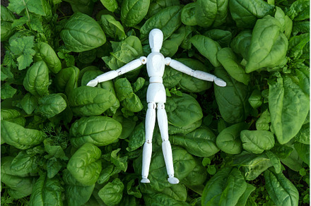 Green spinach growing in the garden, a Food & Drink Photo by darksoul72