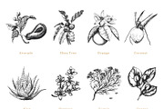Herbs, spices, nuts & fruits. Bundle, a Food Illustration by Chewie Co (Thumbnail 10 of 15)