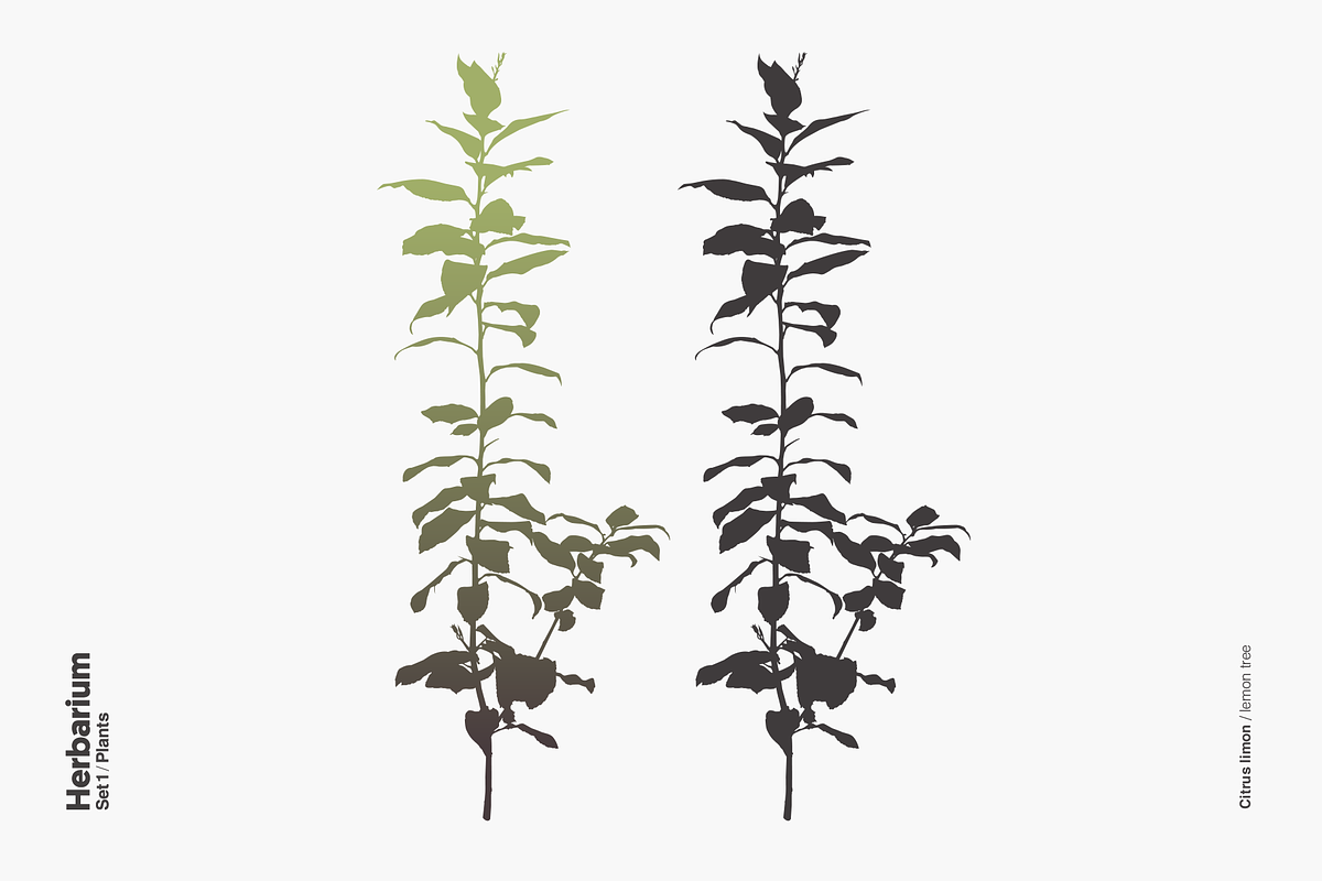 Herbarium: Set 1, a Decorative Illustration by Texture Fabrik (Photo 9 of 19)
