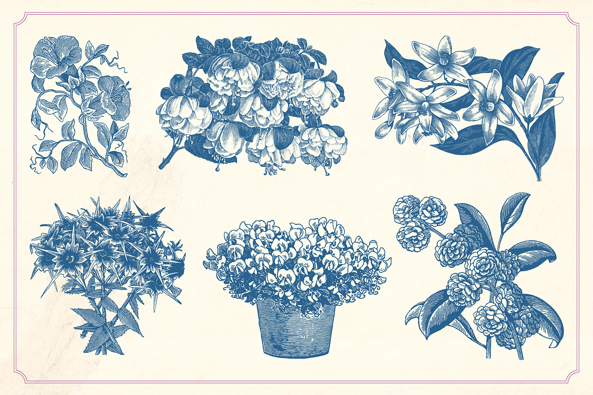 Vintage Flower Illustrations, a Decorative Illustration by Mr Vintage (Photo 8 of 13)