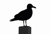Bird Silhouette design bundle, an Illustration by BIPLOB EXPERT (Thumbnail 6 of 13)