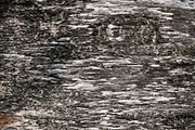 30 Tree Trunk Texture Photos, a Texture Graphic by Bilgep_design (Thumbnail 9 of 16)