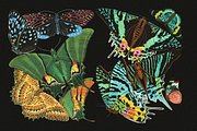 E.A. Séguy HQ Clipart Bundle, an Animal Illustration by Digital Museum (Thumbnail 10 of 10)