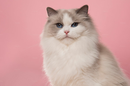 Portrait of a cute ragdoll cat