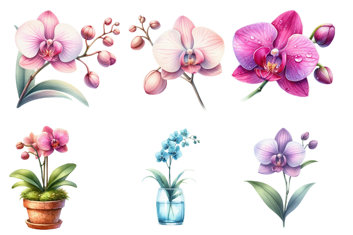 Watercolor Orchid Clipart, an Illustration by Designworld (Photo 6 of 7)