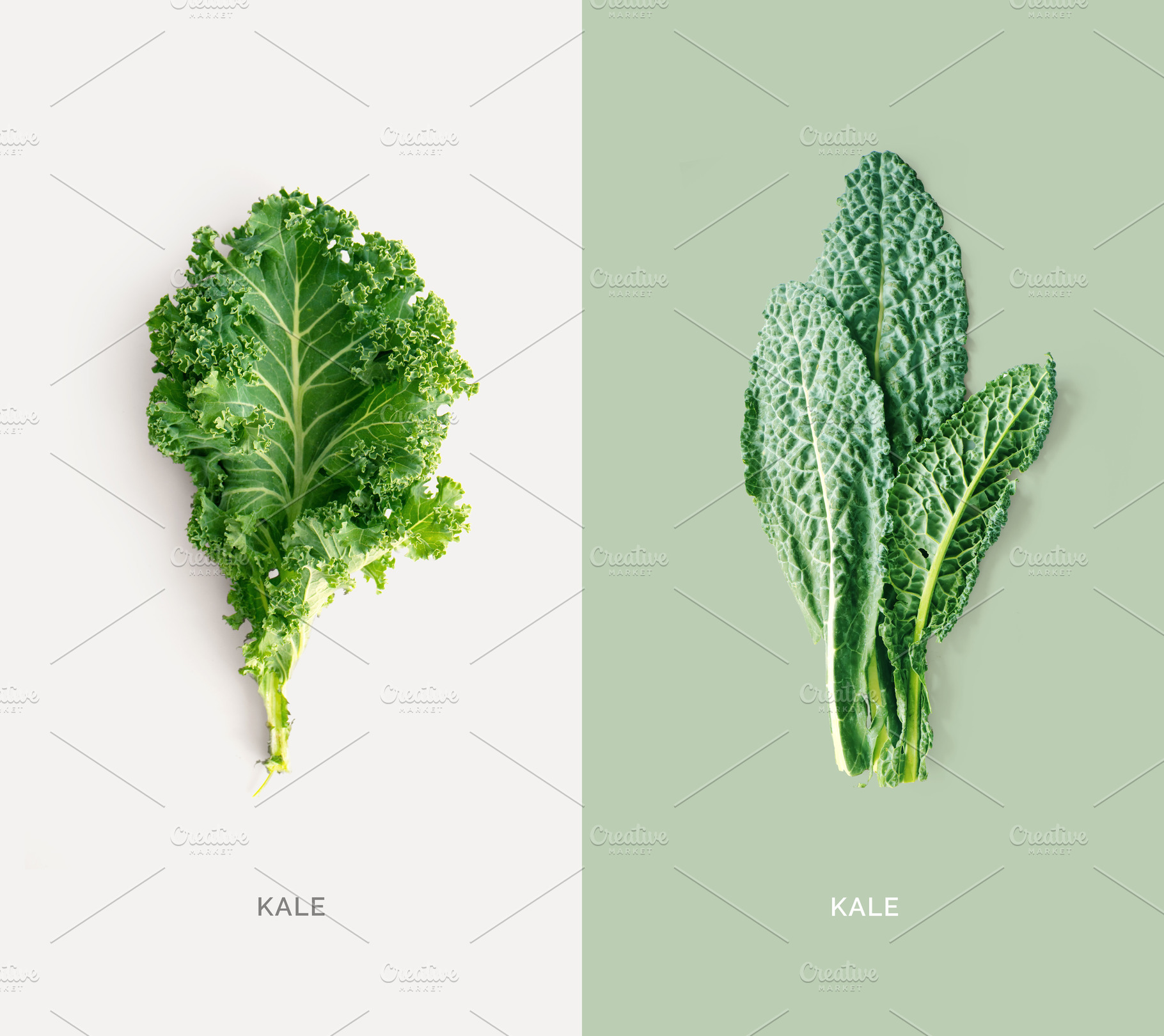 Kale stock photo containing agriculture and antioxidant, a Food & Drink Photo by StudioPhoto