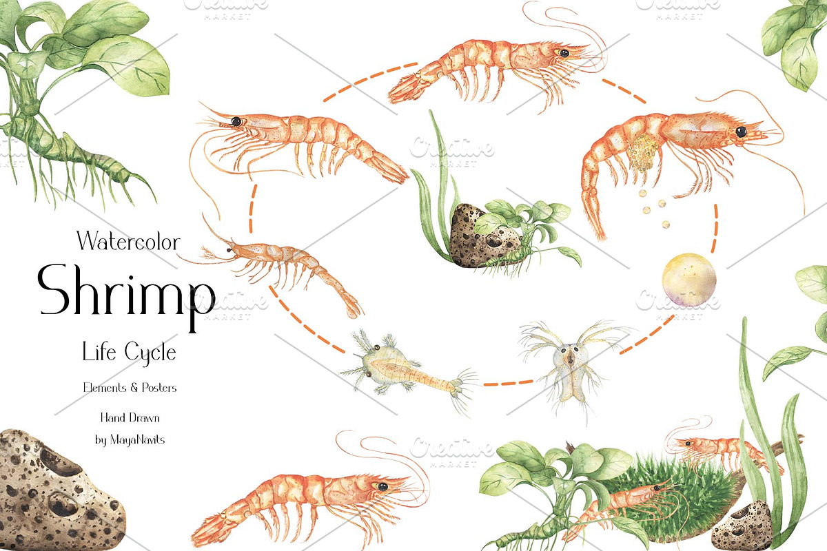 Watercolor Shrimp Life Cycle Set, an Education Illustration by MayaNavits (Photo 1 of 7)