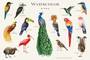 Birds Watercolor Painted Set, an Animal Illustration by AnitaPol (Thumbnail 2 of 18)