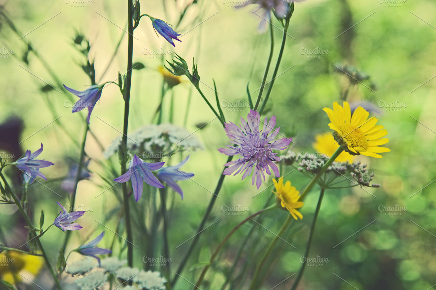 Iseeyouphoto Wildflowers Stock Photo Containing Wildflowers And Flowers