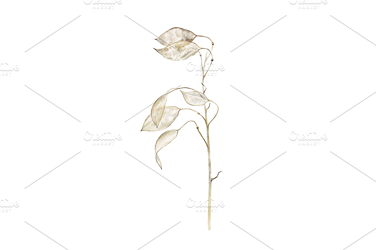 Lunaria branches, an Illustration by Watercolor life (Photo 4 of 7)