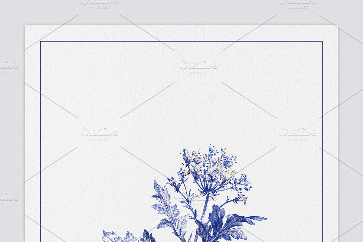 Botanical illustration of a wild carrot flowering plant drawing, an Illustration by Studio ANNA (Photo 1 of 2)