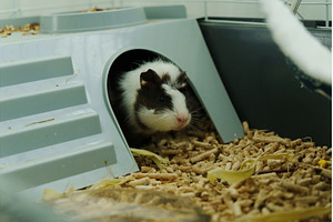 Guinea pig is intently exploring its, an Animal Photo by darksoul72