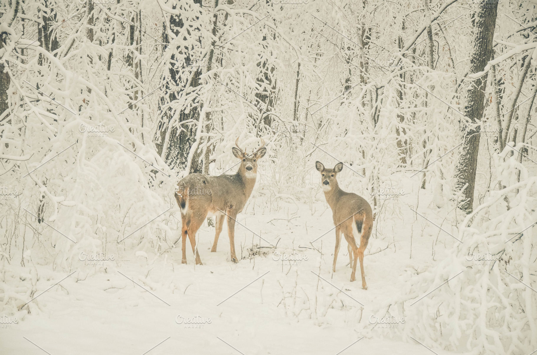 Doe and Buck in the Winter, an Animal Photo by Vanilla Extinction