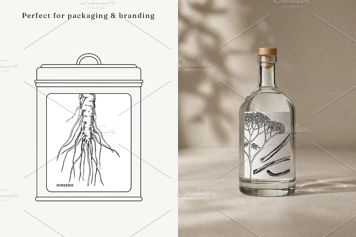 Medicinal Roots Illustrations Set, a Healthcare Illustration by Yevheniia (Photo 7 of 12)