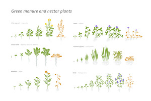 Growth stages of various green, an Object Illustration by Ilia Design