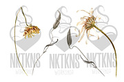 Dry Flowers Watercolor Clipart, a Decorative Illustration by NKTKNS (Thumbnail 2 of 6)