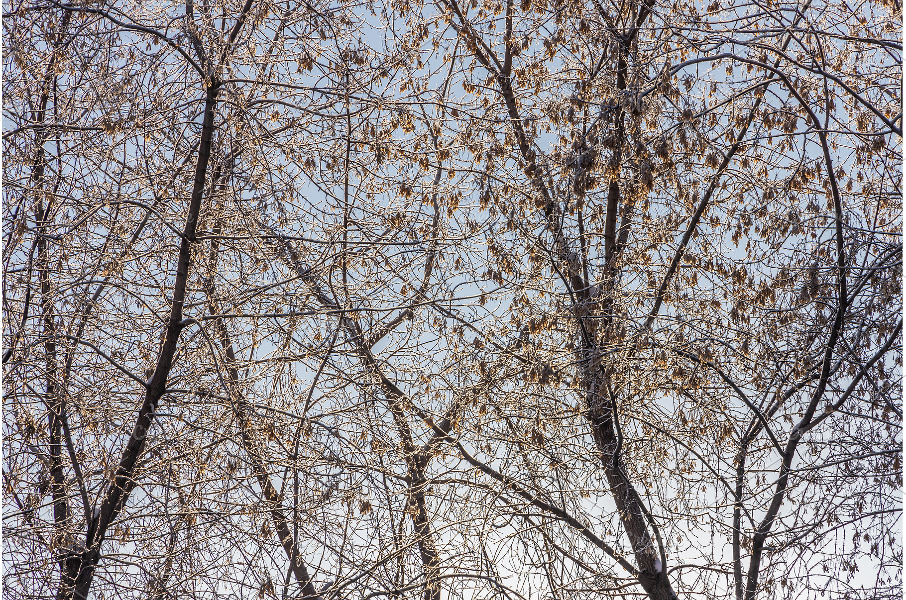 A bunch of maple tree without, a Nature Photo by Illustrations&photos