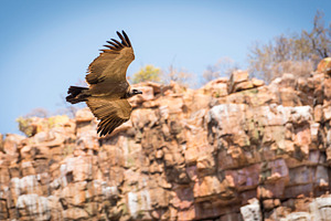 Vulture Flying in Canyon, an Animal Photo by THP Creative