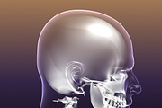 Human Skeleton in Body (X-Ray), a Characters & Person 3D Model by VisualCG (Thumbnail 4 of 8)