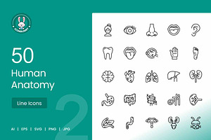 50 Human Anatomy Icons, an Icon by IconBunny