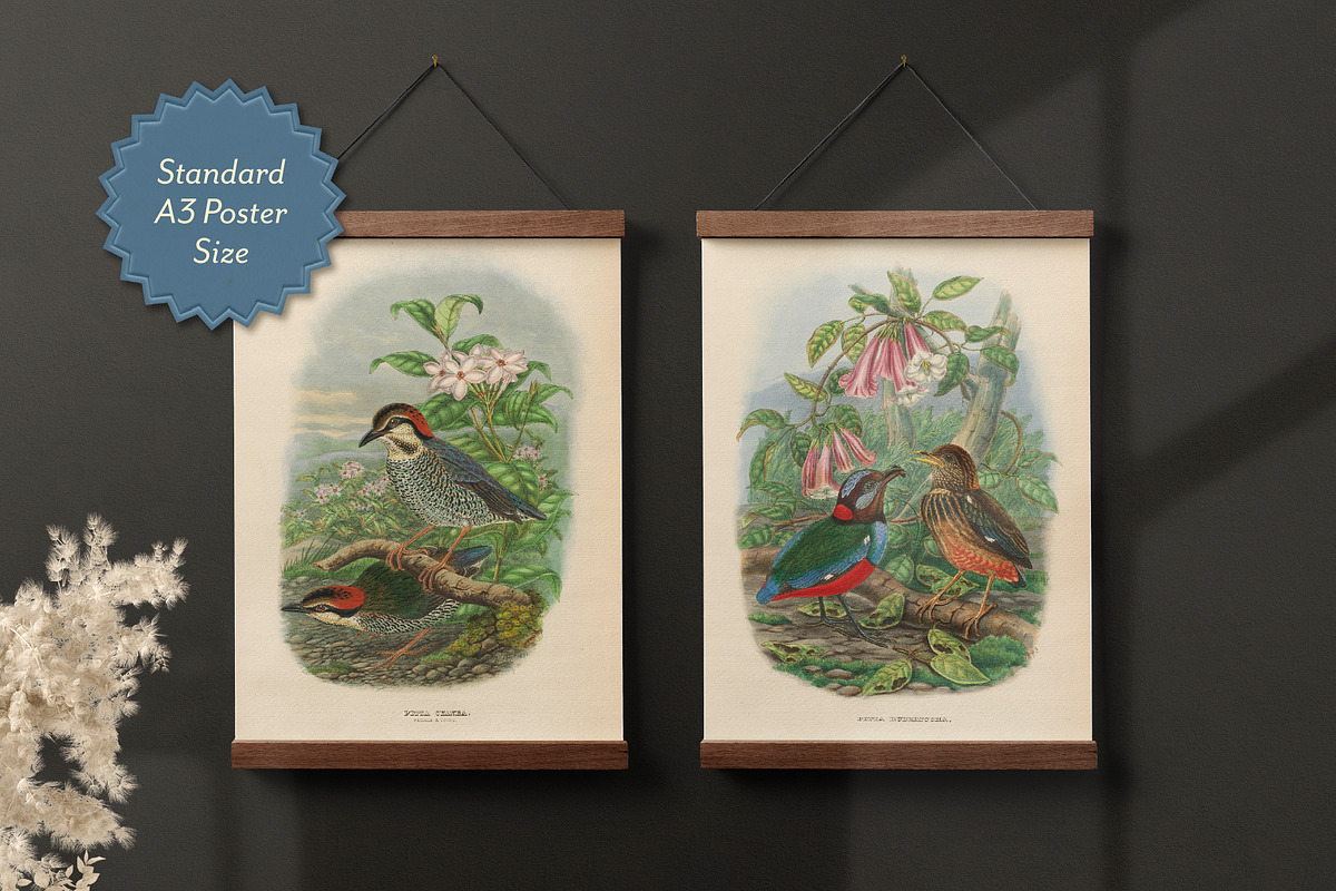 25 Vintage Bird Prints, an Animal Illustration by The Object Atlas (Photo 8 of 9)