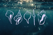 Seashells Hand drawn vector elements, a Seasonal Illustration by Lena Nikolaeva (Thumbnail 4 of 14)